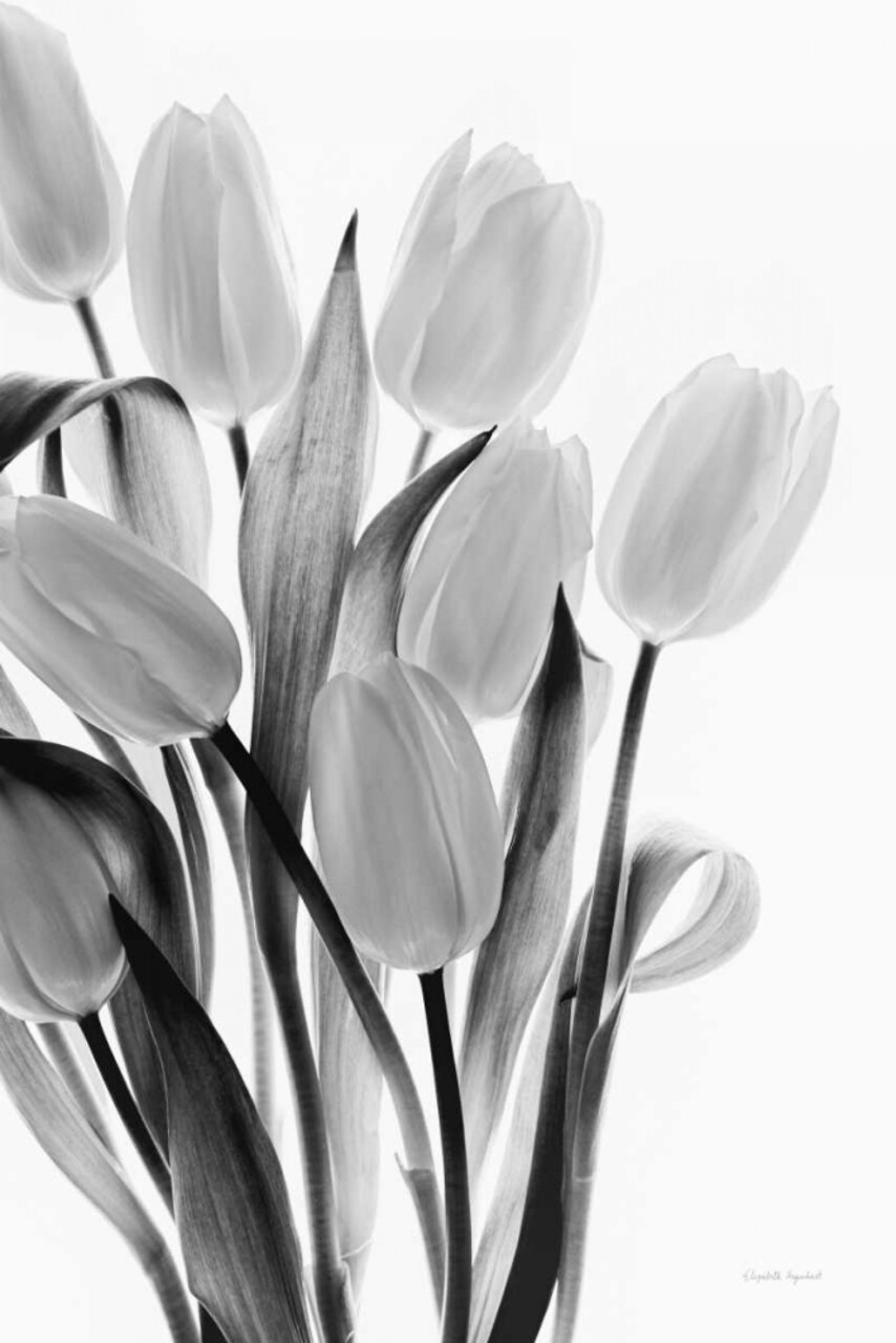 Shadows and Light II Poster Print by Elizabeth Urquhart - Item # VARPDX33351HR